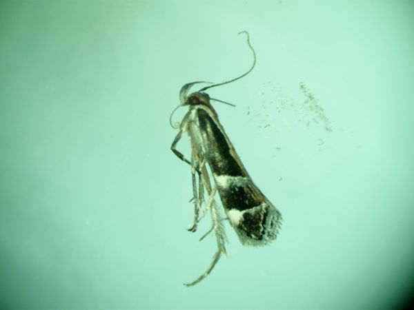 Dichomeris lamprostoma  - Melchior Viallet